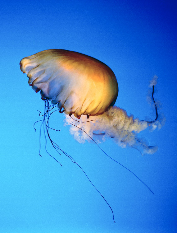 Jellyfish, Gatlinburg