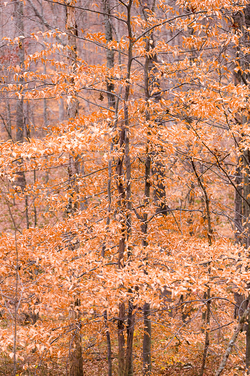 Autumn colors, Nashville, Indiana