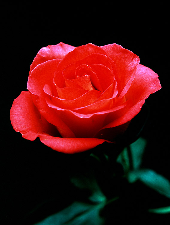 Rose, LF